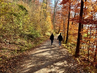Paar wandert auf Waldweg im Herbst Wald 
Wanderer gehen durch den bunten Herbstwald /...