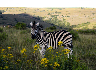 Naklejka premium Zebra at sunset