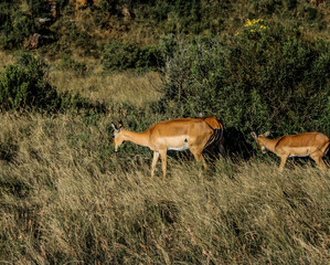 Deer in the grass