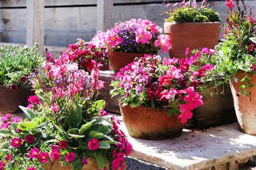 Fototapeta premium pin petunias 