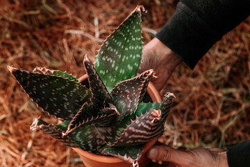 manos sosteniendo planta de aloe vera sobre fondo textura bosque