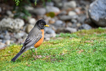 Signs of spring, an American Robin focused on looking for a tasty worm in a grass lawn
