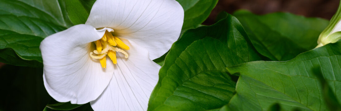 Beautiful clean white flowers of a trillium plant blooming in a spring garden
