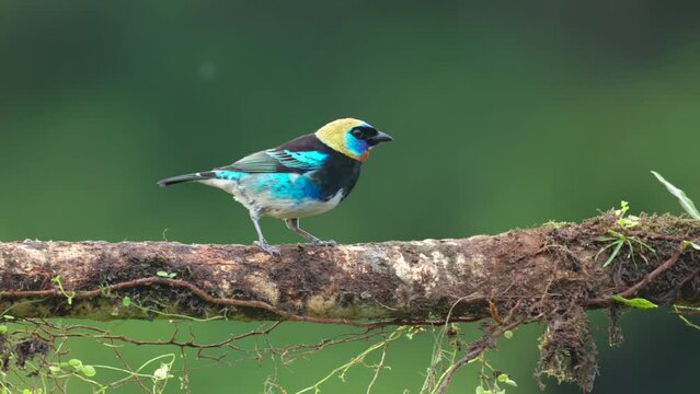 a front view of a golden-hooded tanager perched on a branch at boca tapada in costa rica