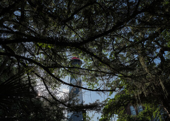 The beautiful St Augustine Lighthouse on Anastasia Island as seen through the tropical trees and Oak trees covered in Spanish Moss