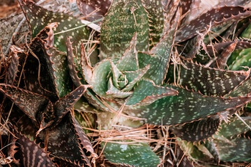 planta de aloe en el bosque 