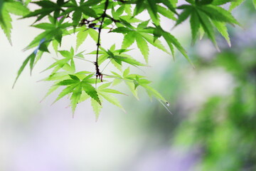初夏を感じる新緑の若葉
