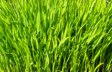 Grass meadows top view. Green fresh grass on springtime medow on sunny day.
