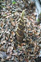 Tokyo, Japan - May 2, 2022: Bamboo shoot in bamboo forest in spring in Tokyo, Japan
