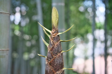 Tokyo, Japan - May 2, 2022: Bamboo shoot in bamboo forest in spring in Tokyo, Japan
