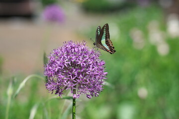 Tokyo, Japan - May 3, 2022: Graphium sarpedon on Allium giganteum
