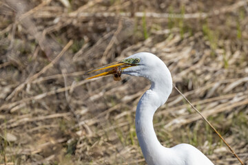  great egret (Ardea alba), also known as the common egret, large egret