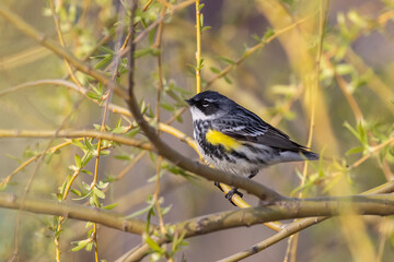 yellow-rumped warbler (Setophaga coronata) in spring
