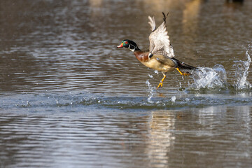 Wood duck drake in spring	