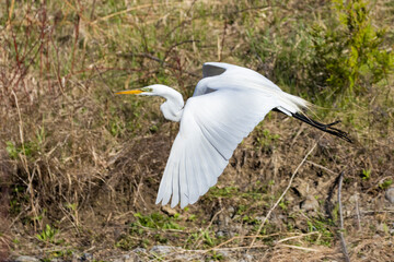  great egret (Ardea alba), also known as the common egret, large egret