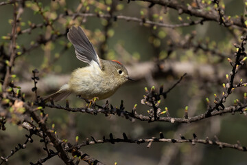  ruby-crowned kinglet (Corthylio calendula)