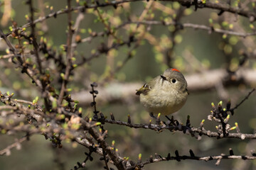  ruby-crowned kinglet (Corthylio calendula)