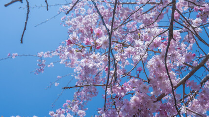 Fototapeta premium 日本の春の桜と青空
