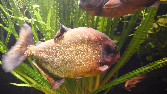 Close up shot of group of Red-Bellied Piranha swimming in clear water of aquarium between water plants