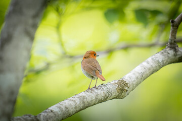 Fototapeta premium 北海道の6月、森のコマドリ。