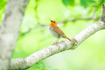 北海道の6月、森のコマドリ。