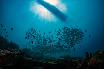 Fototapeta na wymiar A school of Silver Batfish swims in the open water. Underwater world of Tulamben, Bali, Indonesia.