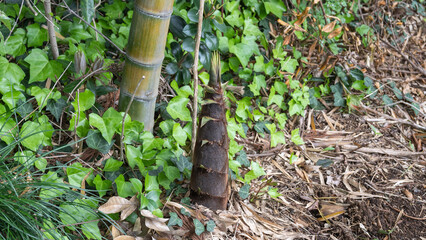 春の季節に生えるタケノコ