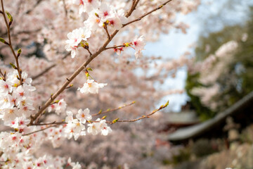 吉備津神社の桜