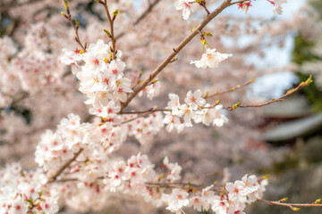 吉備津神社の桜