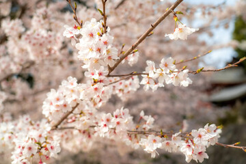 吉備津神社の桜