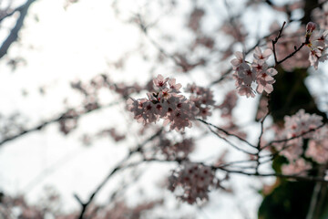 吉備津神社の桜