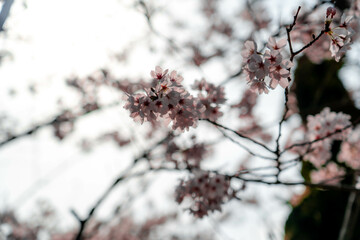 吉備津神社の桜