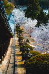 吉備津神社の桜