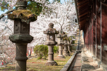吉備津神社の桜