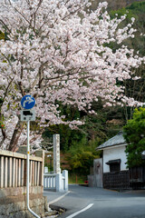 吉備津神社の桜