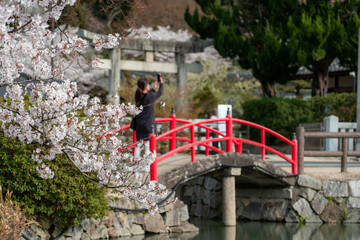 吉備津神社の桜