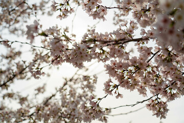 吉備津神社の桜