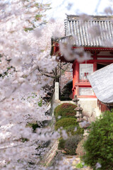 吉備津神社の桜