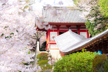 吉備津神社の桜