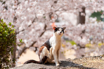 吉備津神社の桜