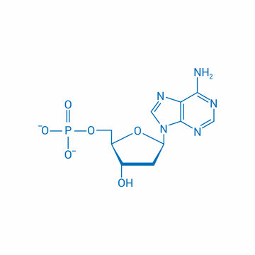 chemical structure of DNA nucleotide