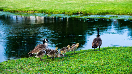 Obraz na płótnie Canvas family of geese 
