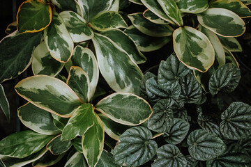 Rainbow Ginny Peperomia (Peperomia caperata) fondo verde tricolor
