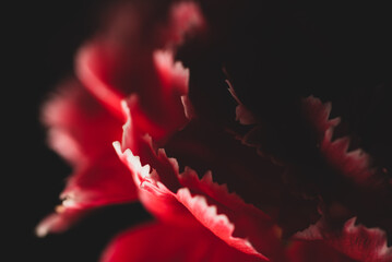Dianthus caryophyllus, commonly known as the carnation or clove pink, macro  photography on black background