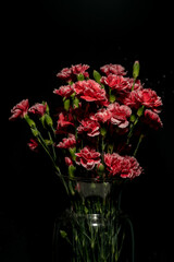 Dianthus caryophyllus, commonly known as the carnation or clove pink, macro  photography on black background