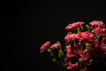 Dianthus caryophyllus, commonly known as the carnation or clove pink, macro  photography on black background