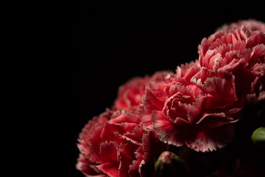 Dianthus caryophyllus, commonly known as the carnation or clove pink, macro  photography on black background
