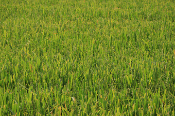 Background of green rice field in Thailand. The rice plant with the green ears.