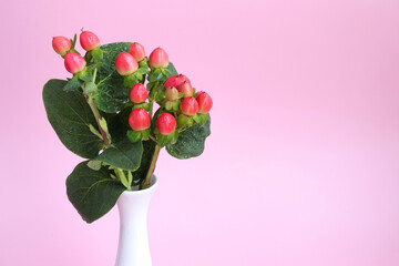 Close up of branch of Hypericum plant or Hypericum Magical Triumph, red hypericum berries on pink background.