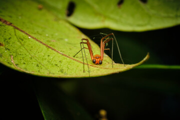 Lynx Spiders Family Oxyopidae